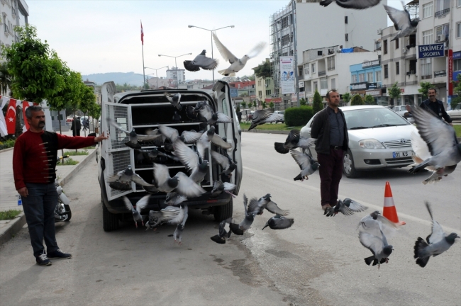 Posta güvercinleri birincilik için havalandı